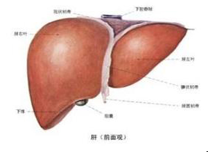 慢性丙型肝炎抗病毒治疗的自我效能和依从性缩略图