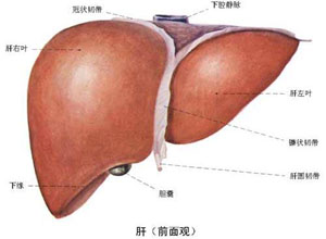 索拉非尼联合厄洛替尼治疗晚期肝细胞癌疗效如何？缩略图