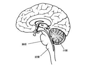 小脑深部核团T1加权信号：钆双胺优于钆特酸葡甲胺缩略图